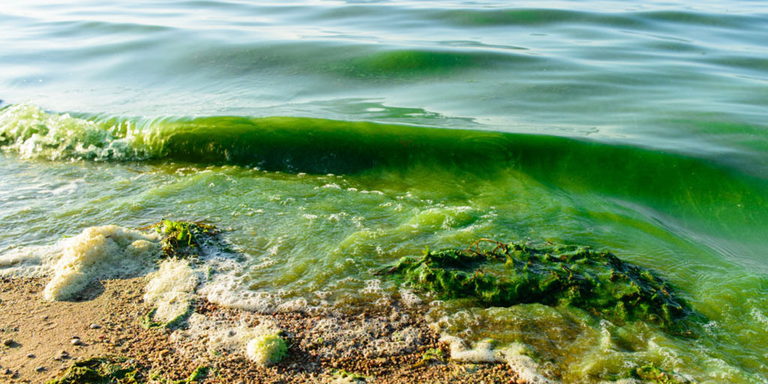 Algae Bloom